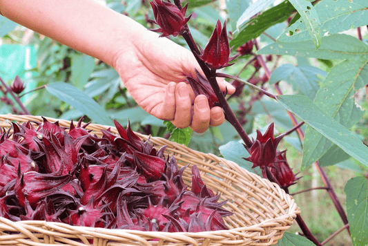 ¿Rosa Jamaica egipcia o peruana? Descubre la diferencia 🌺💡